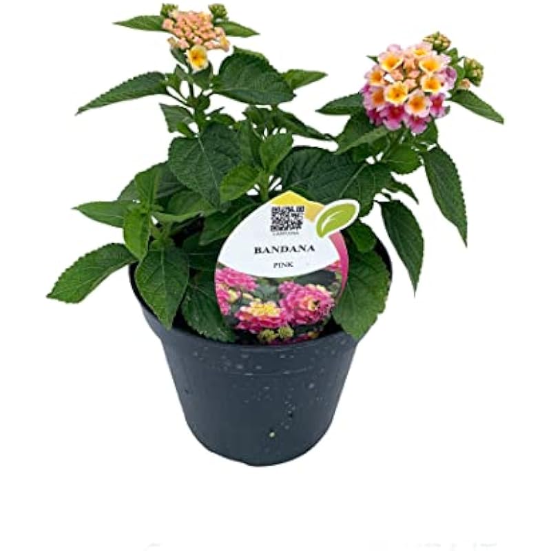 41m6iq7e8ml. ac us800