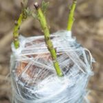 41xslqm1hyl. ac us800