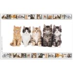 41ka5w6lshl. ac us800