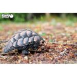 41kllbbqll. ac us800