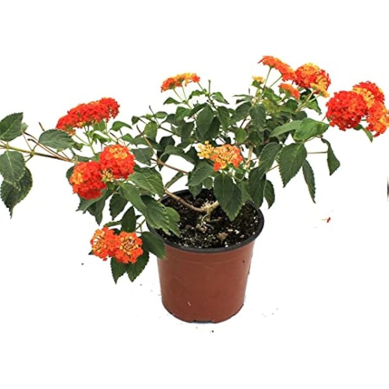 51s2gro9mol. ac us800