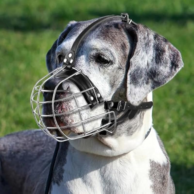 51x dlqbvbl. ac us800