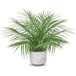 51xodq5mbql. ac us800