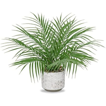 51xodq5mbql. ac us800 