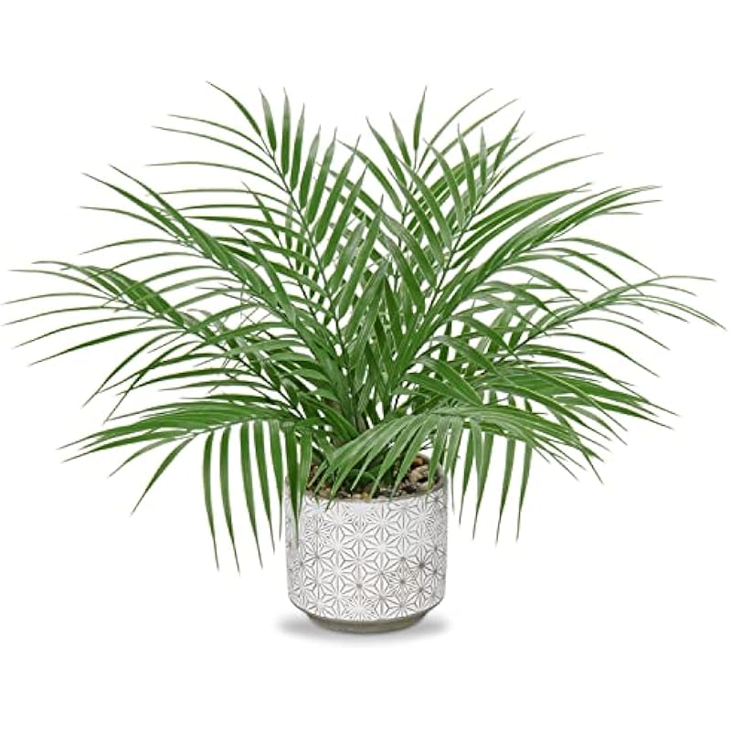 51xodq5mbql. ac us800